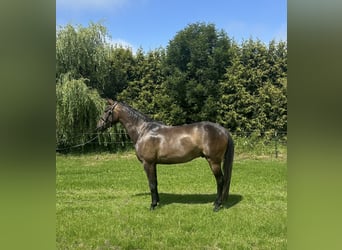 Oldenburg, Castrone, 4 Anni, 165 cm, Baio nero