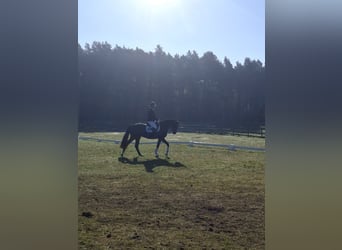 Oldenburg, Castrone, 4 Anni, 165 cm, Baio nero