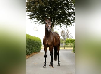 Oldenburg, Castrone, 4 Anni, 165 cm, Baio nero