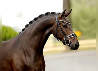 Oldenburg, Castrone, 4 Anni, 165 cm, Baio nero