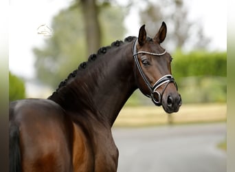 Oldenburg, Castrone, 4 Anni, 165 cm, Baio nero
