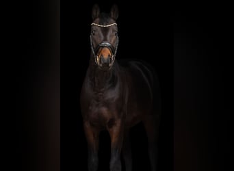 Oldenburg, Castrone, 4 Anni, 165 cm, Baio nero