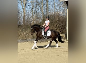 Oldenburg, Castrone, 4 Anni, 165 cm, Baio scuro