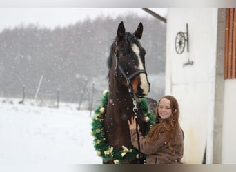 Oldenburg Mix, Castrone, 4 Anni, 165 cm, Baio scuro