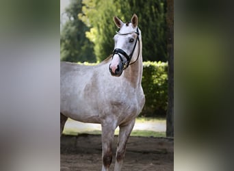 Oldenburg, Castrone, 4 Anni, 165 cm, Grigio pezzato