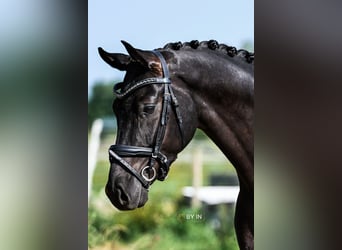 Oldenburg, Castrone, 4 Anni, 165 cm, Morello