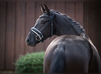 Oldenburg, Castrone, 4 Anni, 165 cm, Morello