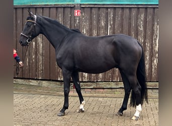 Oldenburg, Castrone, 4 Anni, 165 cm, Morello
