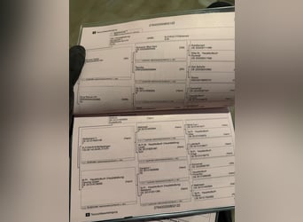 Oldenburg, Castrone, 4 Anni, 165 cm, Sauro scuro