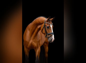 Oldenburg, Castrone, 4 Anni, 166 cm, Baio