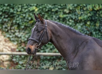 Oldenburg, Castrone, 4 Anni, 166 cm, Baio nero