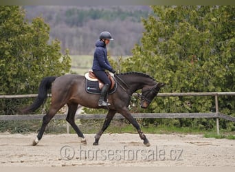 Oldenburg, Castrone, 4 Anni, 166 cm, Baio nero