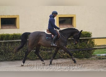 Oldenburg, Castrone, 4 Anni, 166 cm, Baio nero