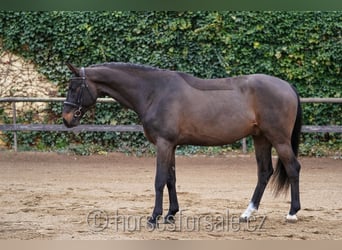 Oldenburg, Castrone, 4 Anni, 166 cm, Baio nero