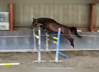 Oldenburg, Castrone, 4 Anni, 166 cm, Baio nero