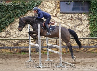 Oldenburg, Castrone, 4 Anni, 166 cm, Baio nero