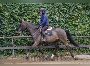 Oldenburg, Castrone, 4 Anni, 166 cm, Baio nero