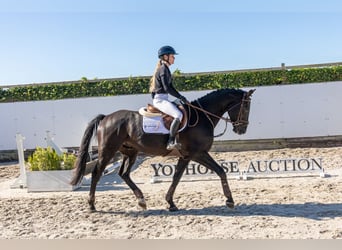 Oldenburg, Castrone, 4 Anni, 166 cm, Morello