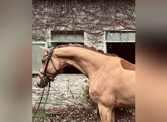 Oldenburg, Castrone, 4 Anni, 166 cm, Sauro