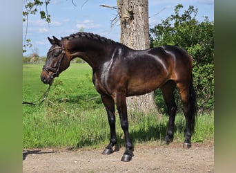 Oldenburg, Castrone, 4 Anni, 167 cm, Baio