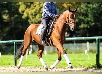 Oldenburg, Castrone, 4 Anni, 167 cm, Baio ciliegia