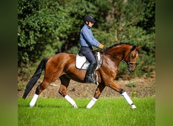 Oldenburg, Castrone, 4 Anni, 167 cm, Baio ciliegia