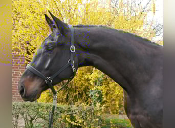 Oldenburg, Castrone, 4 Anni, 167 cm, Baio nero