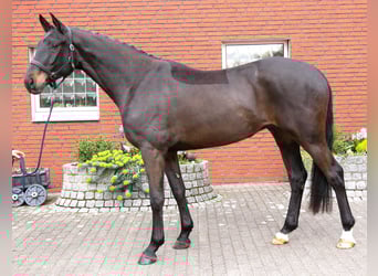 Oldenburg, Castrone, 4 Anni, 167 cm, Baio nero