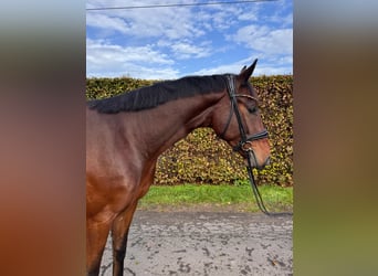Oldenburg, Castrone, 4 Anni, 167 cm