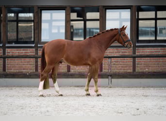 Oldenburg, Castrone, 4 Anni, 167 cm, Sauro