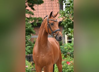 Oldenburg, Castrone, 4 Anni, 168 cm, Baio