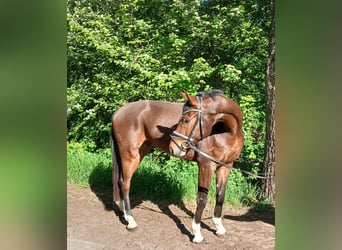 Oldenburg, Castrone, 4 Anni, 168 cm, Baio