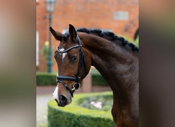Oldenburg, Castrone, 4 Anni, 168 cm, Baio