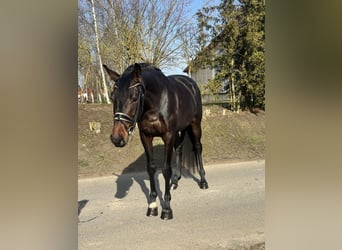 Oldenburg, Castrone, 4 Anni, 168 cm, Baio