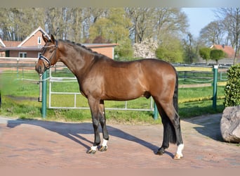 Oldenburg, Castrone, 4 Anni, 168 cm, Baio