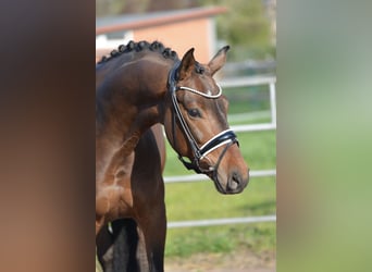 Oldenburg, Castrone, 4 Anni, 168 cm, Baio