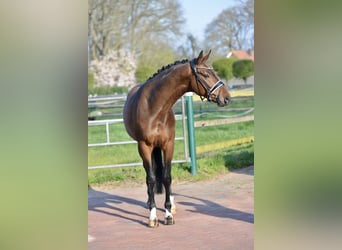 Oldenburg, Castrone, 4 Anni, 168 cm, Baio