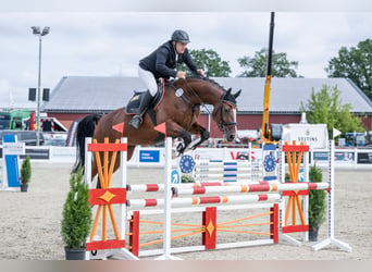 Oldenburg, Castrone, 4 Anni, 168 cm, Baio