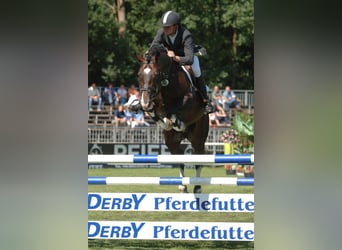 Oldenburg, Castrone, 4 Anni, 168 cm, Baio