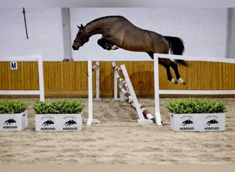 Oldenburg, Castrone, 4 Anni, 168 cm, Baio ciliegia