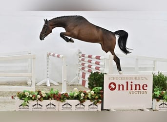 Oldenburg, Castrone, 4 Anni, 168 cm, Baio