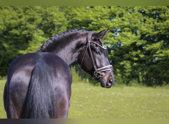 Oldenburg, Castrone, 4 Anni, 168 cm, Baio nero