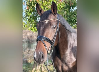 Oldenburg, Castrone, 4 Anni, 168 cm, Baio scuro