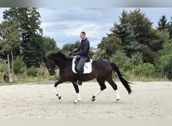 Oldenburg, Castrone, 4 Anni, 168 cm, Baio scuro