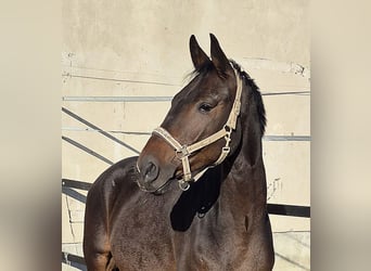Oldenburg, Castrone, 4 Anni, 168 cm, Baio scuro
