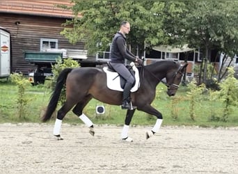 Oldenburg, Castrone, 4 Anni, 168 cm, Baio scuro