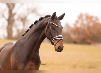 Oldenburg, Castrone, 4 Anni, 168 cm, Baio scuro