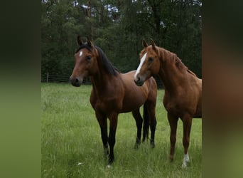 Oldenburg, Castrone, 4 Anni, 168 cm, Baio scuro