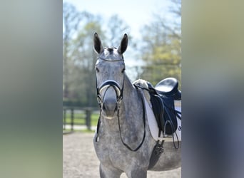 Oldenburg, Castrone, 4 Anni, 168 cm, Grigio