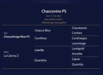 Oldenburg, Castrone, 4 Anni, 168 cm, Grigio